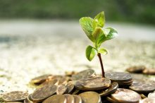 Growing Money Plant Finance Investment